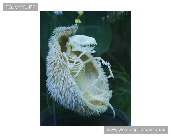 最后一秒被封盖，冠军梦碎